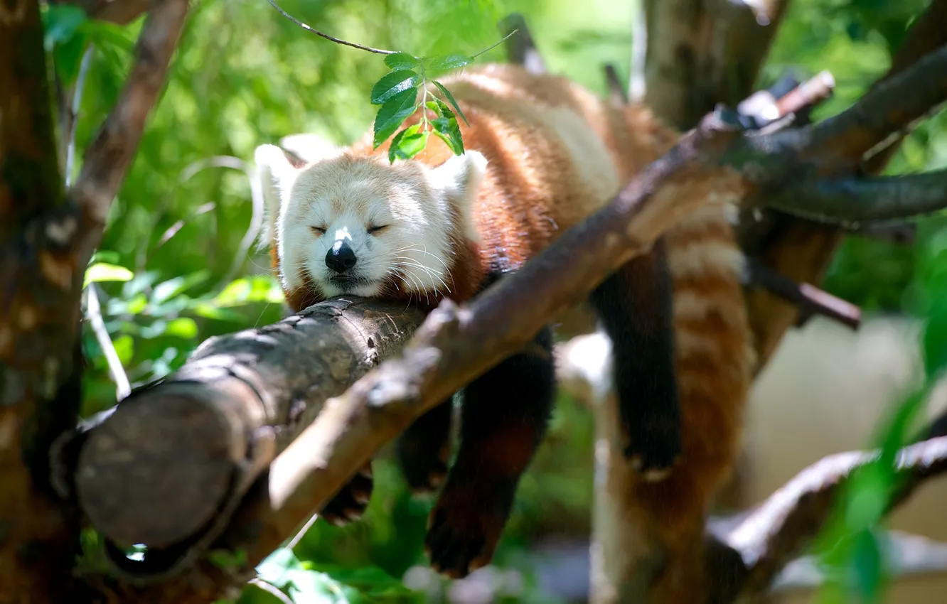 Фото обои деревья, панда, спит, красная