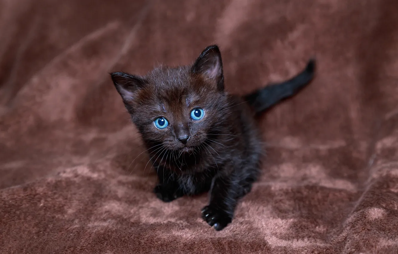 Фото обои взгляд, котенок, черный, голубоглазый