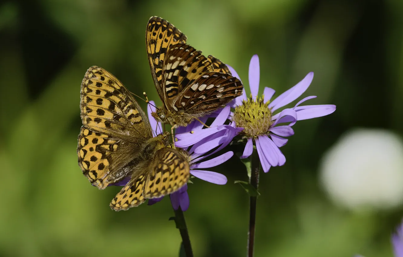 Фото обои бабочки, цветы, фон, пара, Martin Dollenkamp