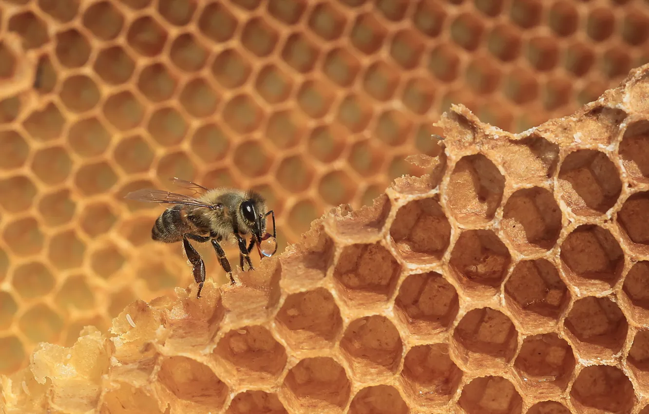Фото обои пчела, соты, мёд