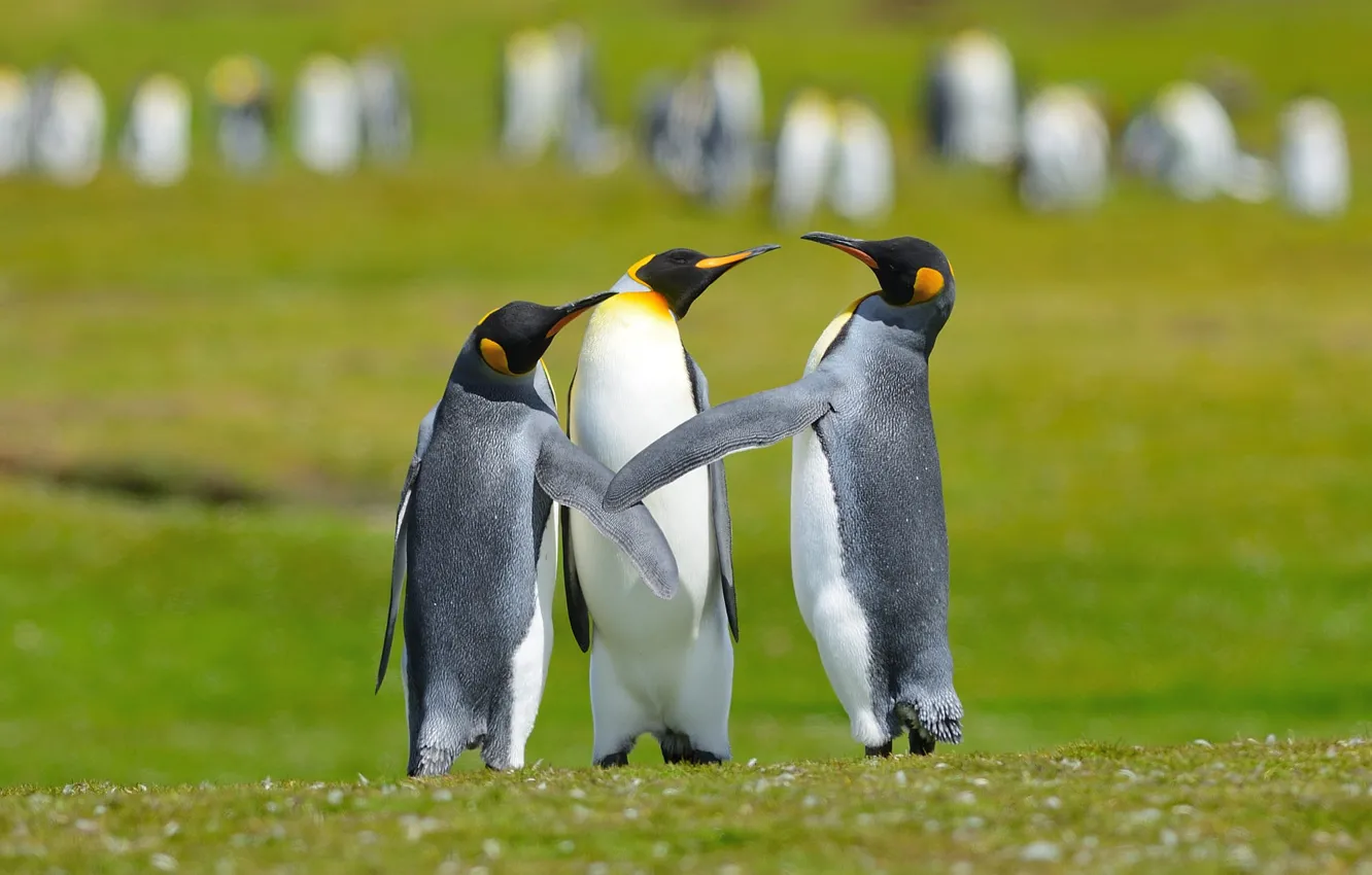 Фото обои птицы, поляна, пингвины, три, трио, общение