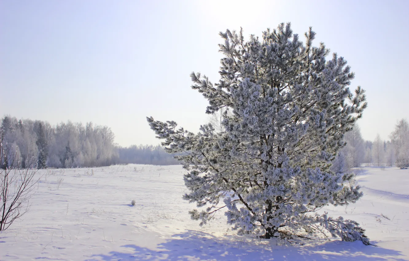 Фото обои зима, снег, природа, сосна