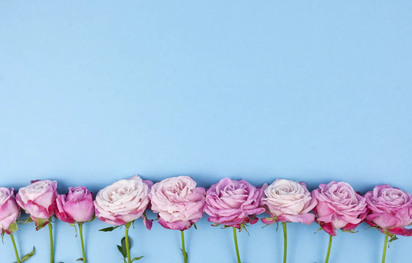 Фото обои цветы, розы, розовые, wood, pink, flowers, beautiful, roses
