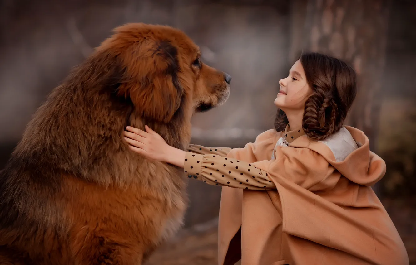 Фото обои собака, девочка, друзья, пёс, тибетский мастиф, Валентина Ермилова