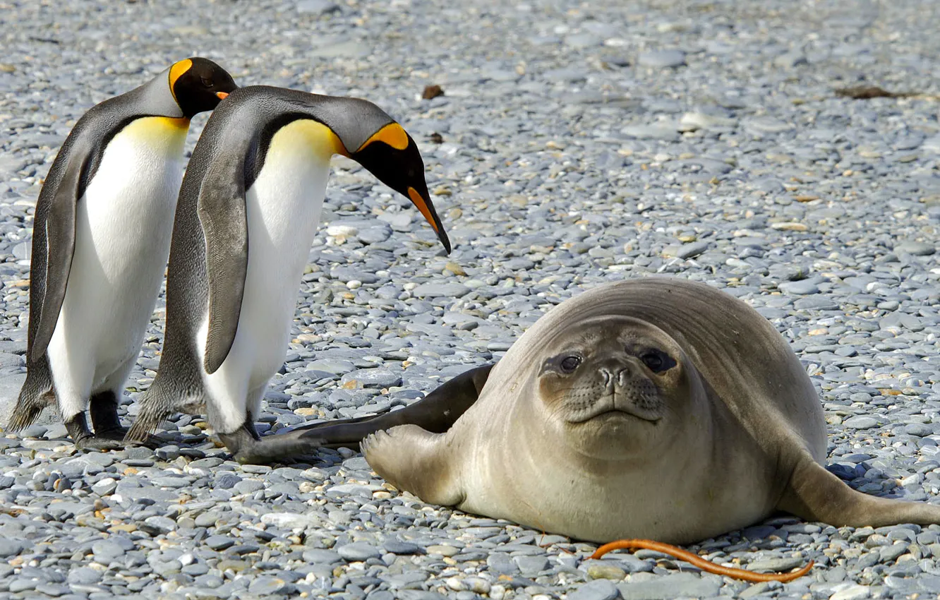 Фото обои животные, снег, птицы, природа, тюлень, лёд, пингвины, мороз