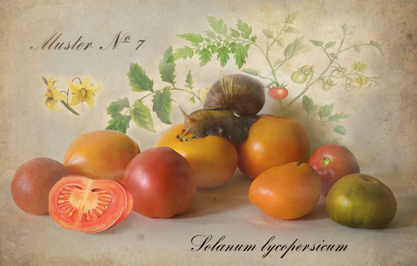 Фото обои листья, цветы, улитка, овощи, томат, помидор, ботанический альбом
