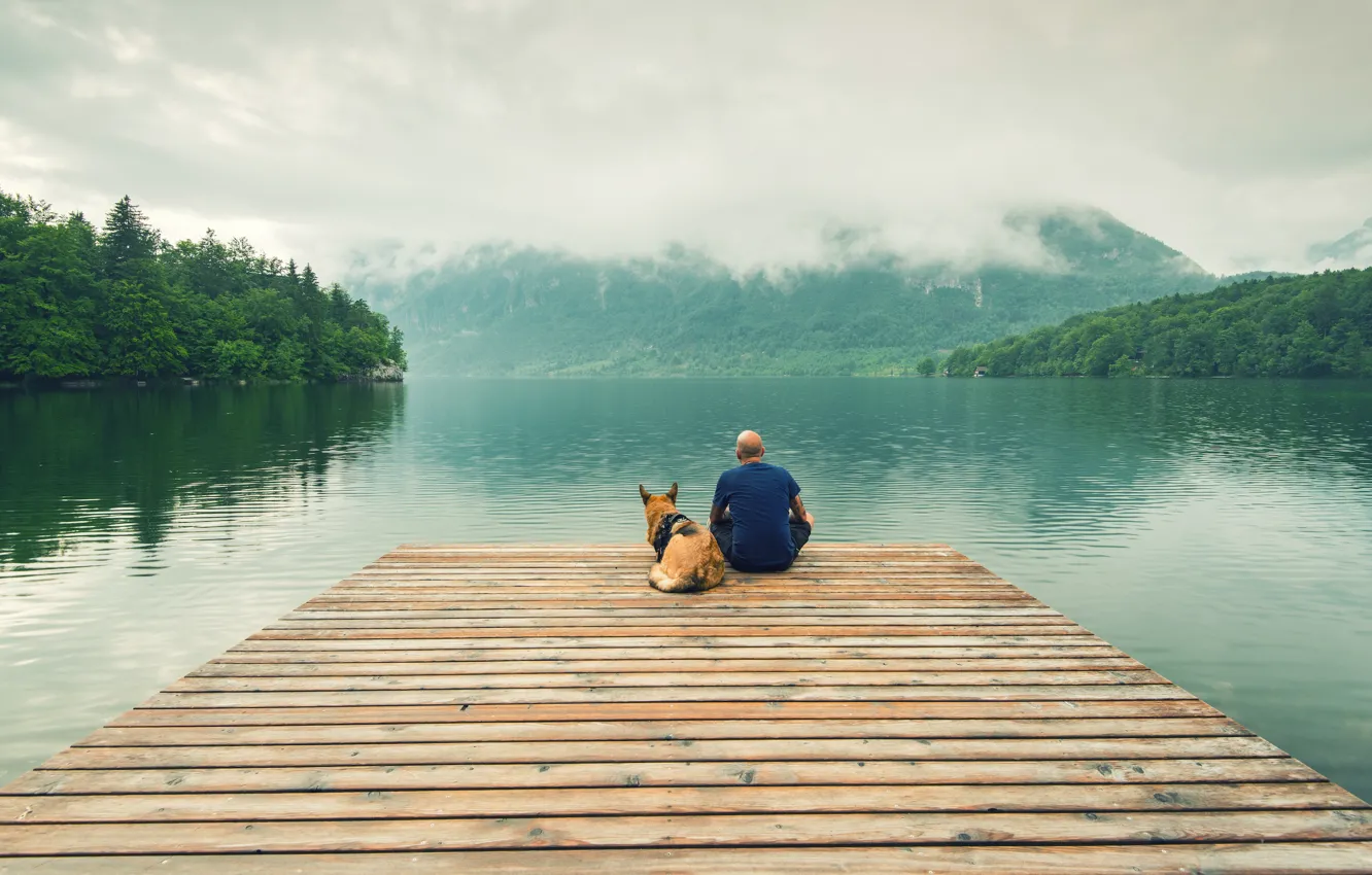 Фото обои peace, landscape, wood, dog, dock