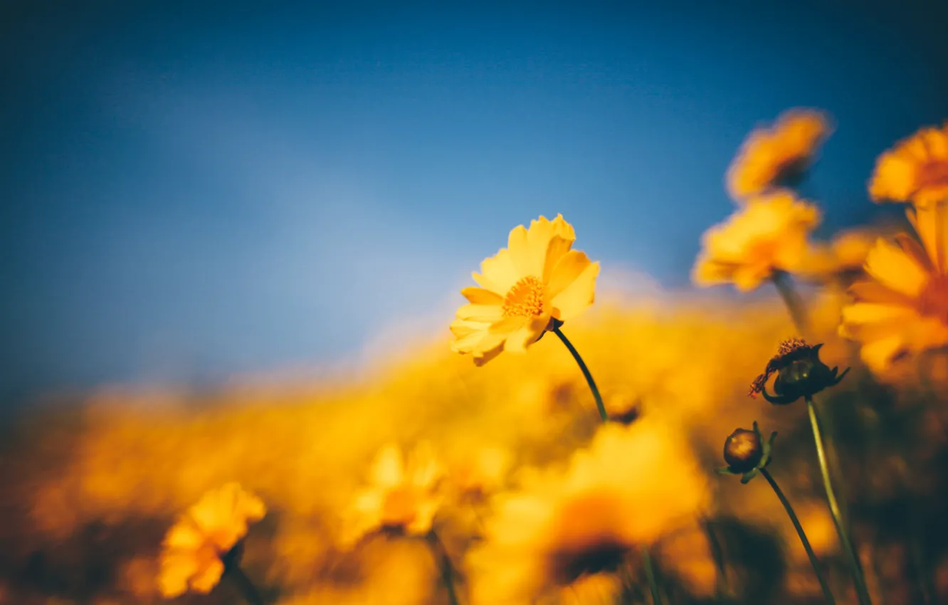 Фото обои yellow, flowers, bokeh