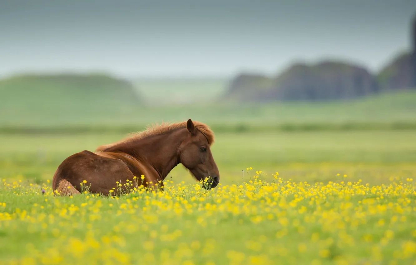 Фото обои поле, лето, цветы, природа, животное, лошадь