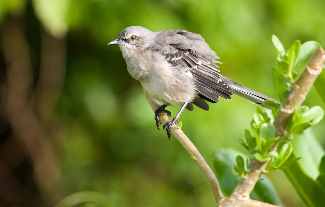 Фото обои макро, птица, ветка, Пересмешник, Mockingbird