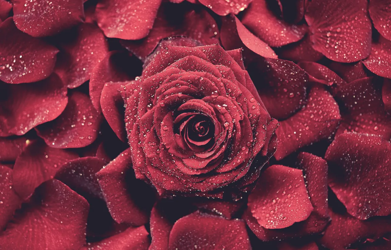Фото обои красный, розы, лепестки, бутоны, капли воды