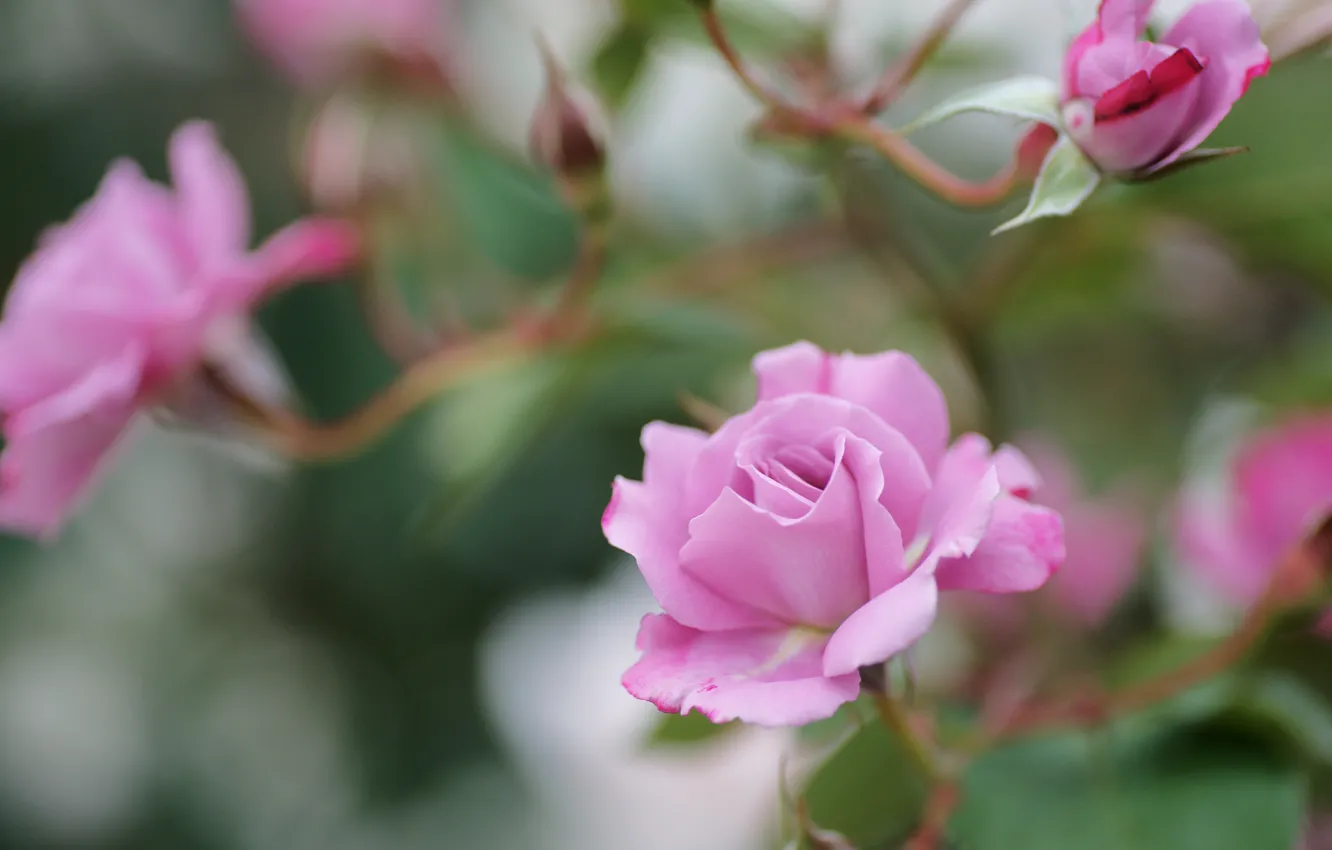 Фото обои цветы, ветки, розы, розовые