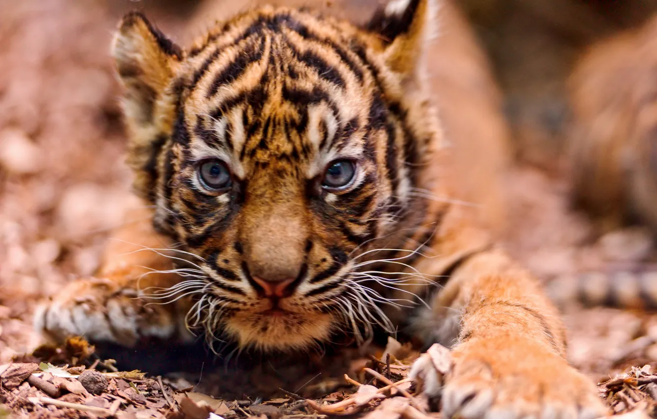 Фото обои морда, тигр, маленький, злая, на подкрадухах