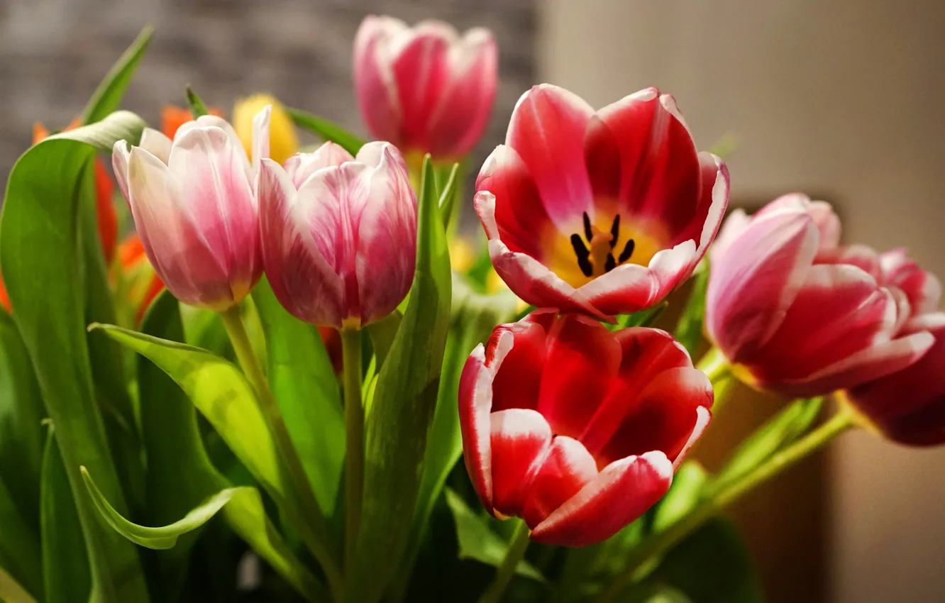 Фото обои листья, свет, цветы, букет, весна, тюльпаны, красные, розовые
