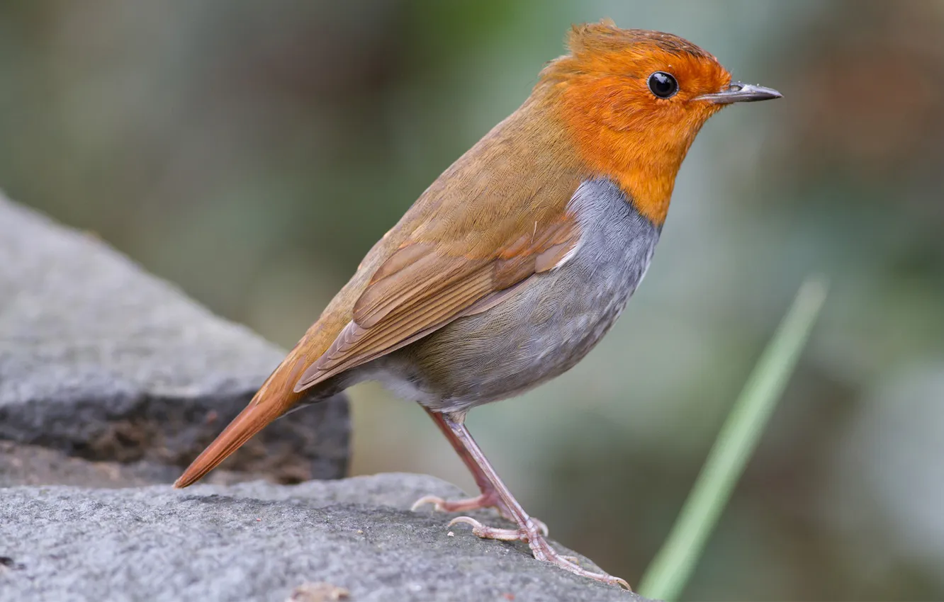 Фото обои птица, камень, оранжевая, размытость