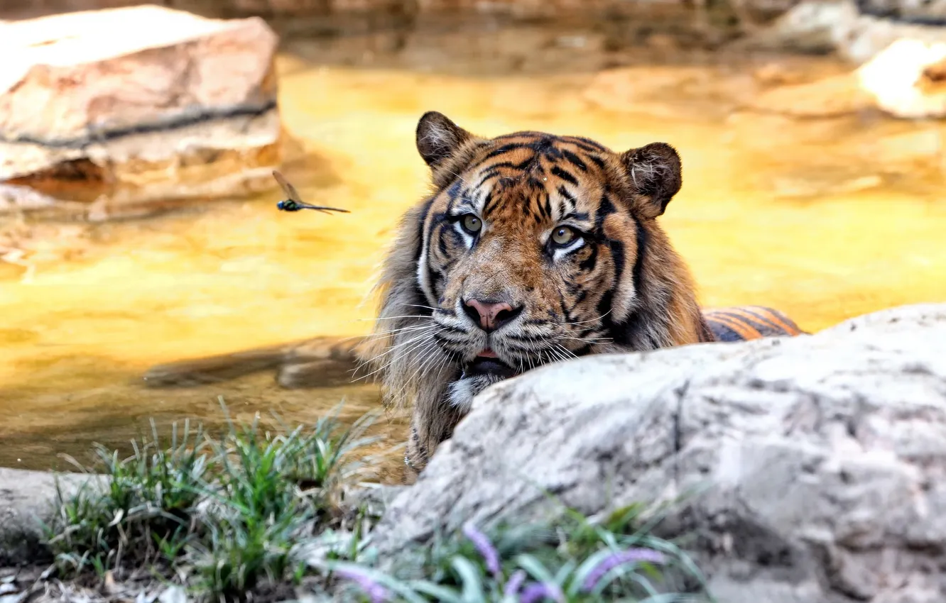Фото обои Cat, Zoo, Суматранский тигр