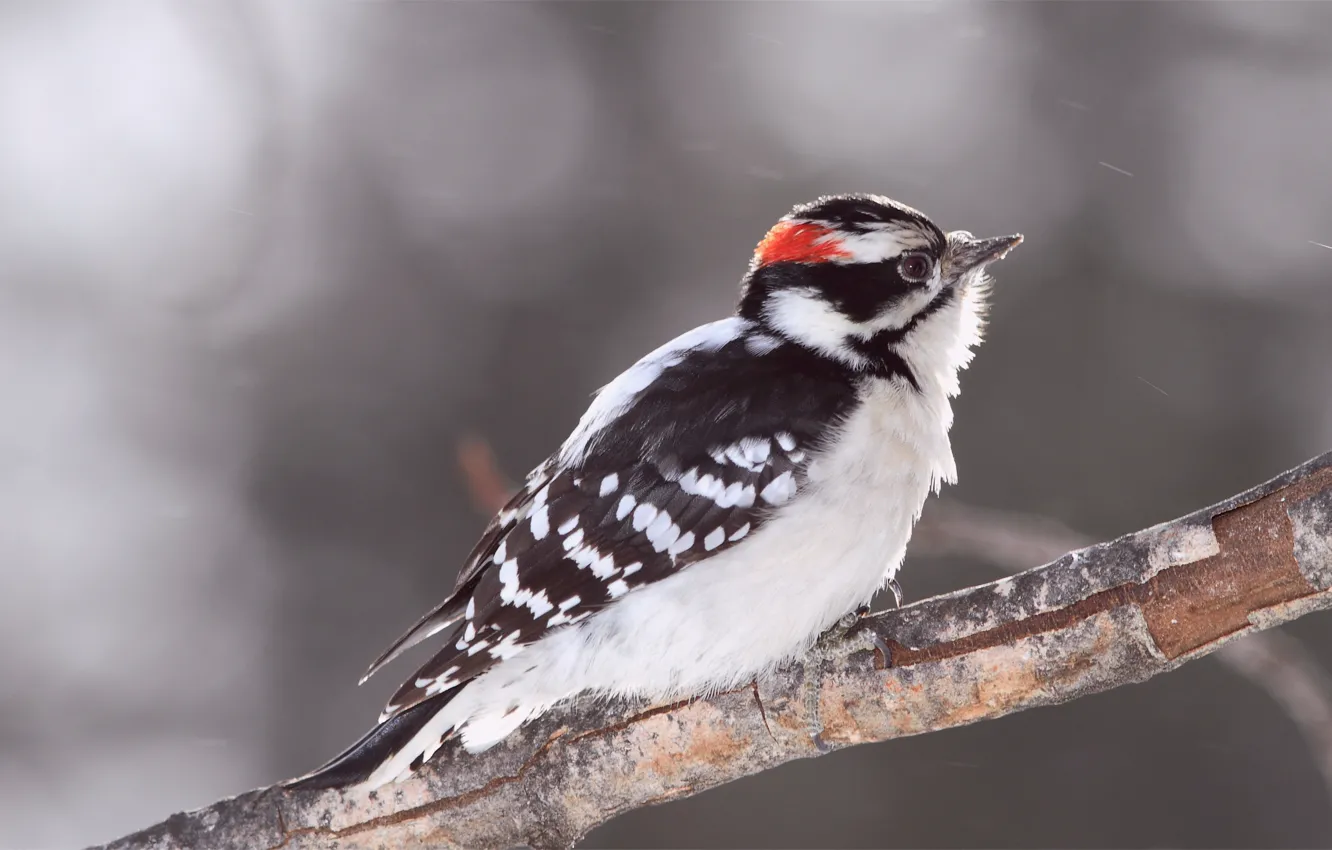 Фото обои блики, серый, фон, птица, ветка, размытость, Bird, woodpecker