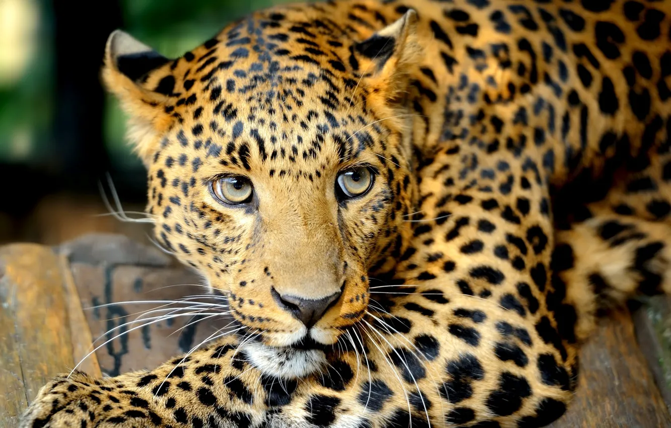 Фото обои глаза, усы, взгляд, хищник, леопард, Большая кошка
