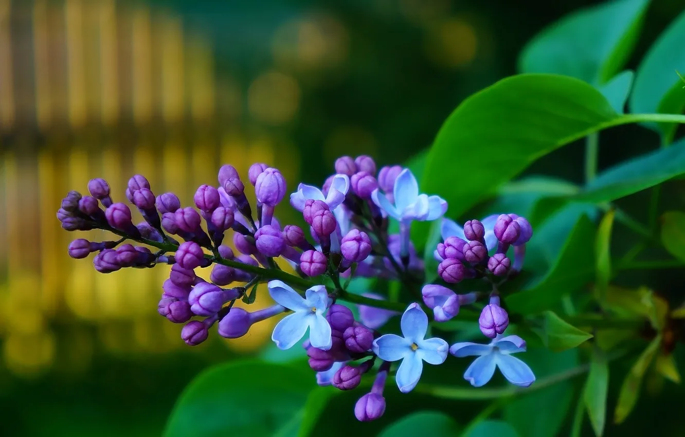 Фото обои flower, spring, lilac, blooming