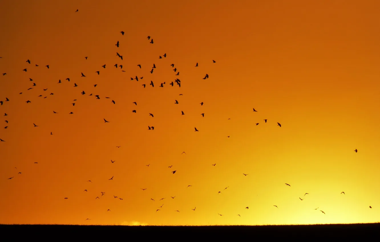 Фото обои summer, twilight, flying, sunset, flight, birds, dusk, sunny