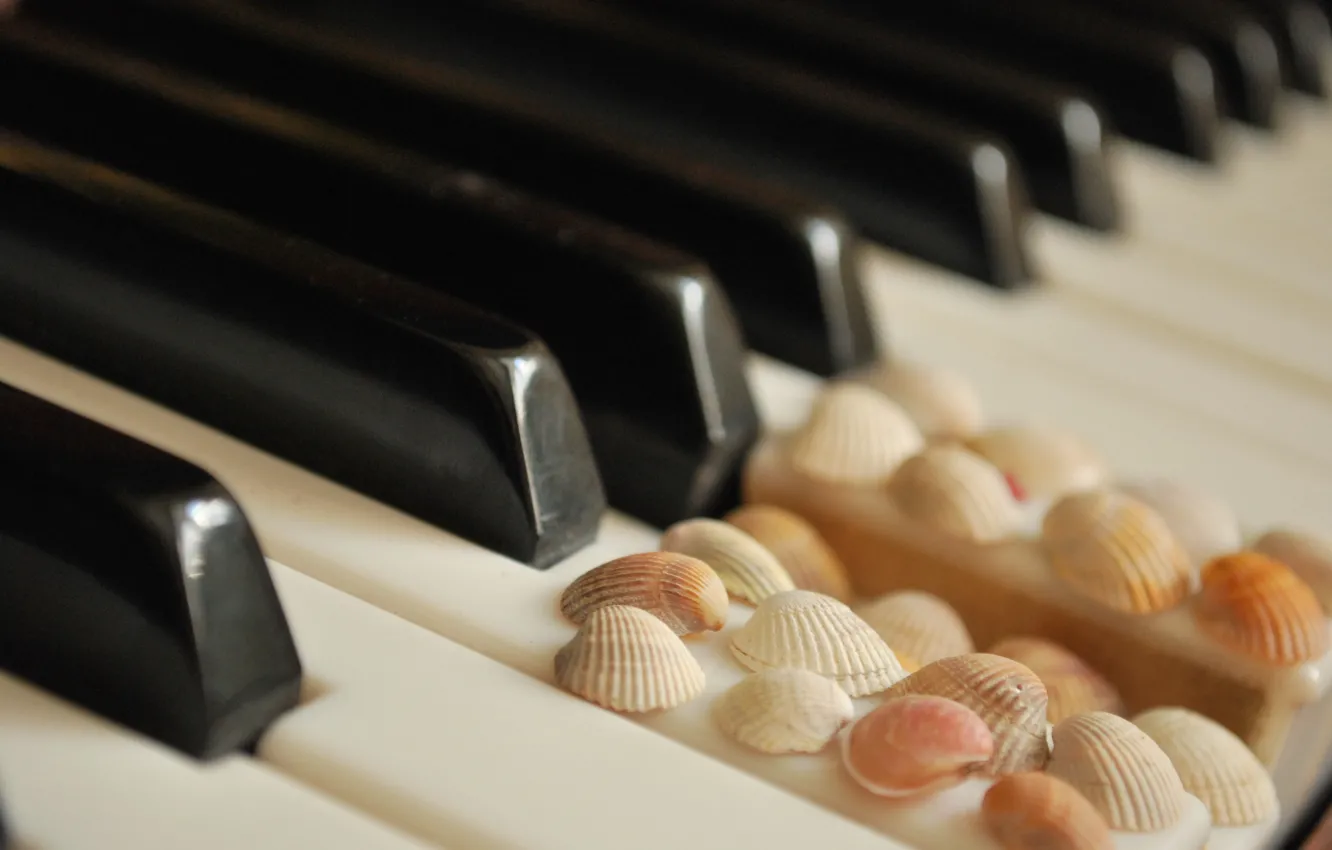 Фото обои клавиши, ракушки, белые, пианино, черные