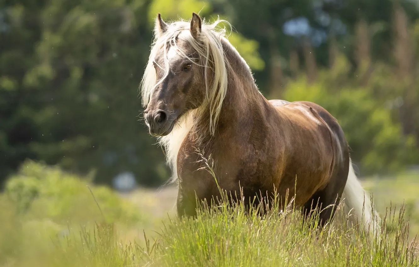 Фото обои трава, морда, конь, лошадь, прогулка