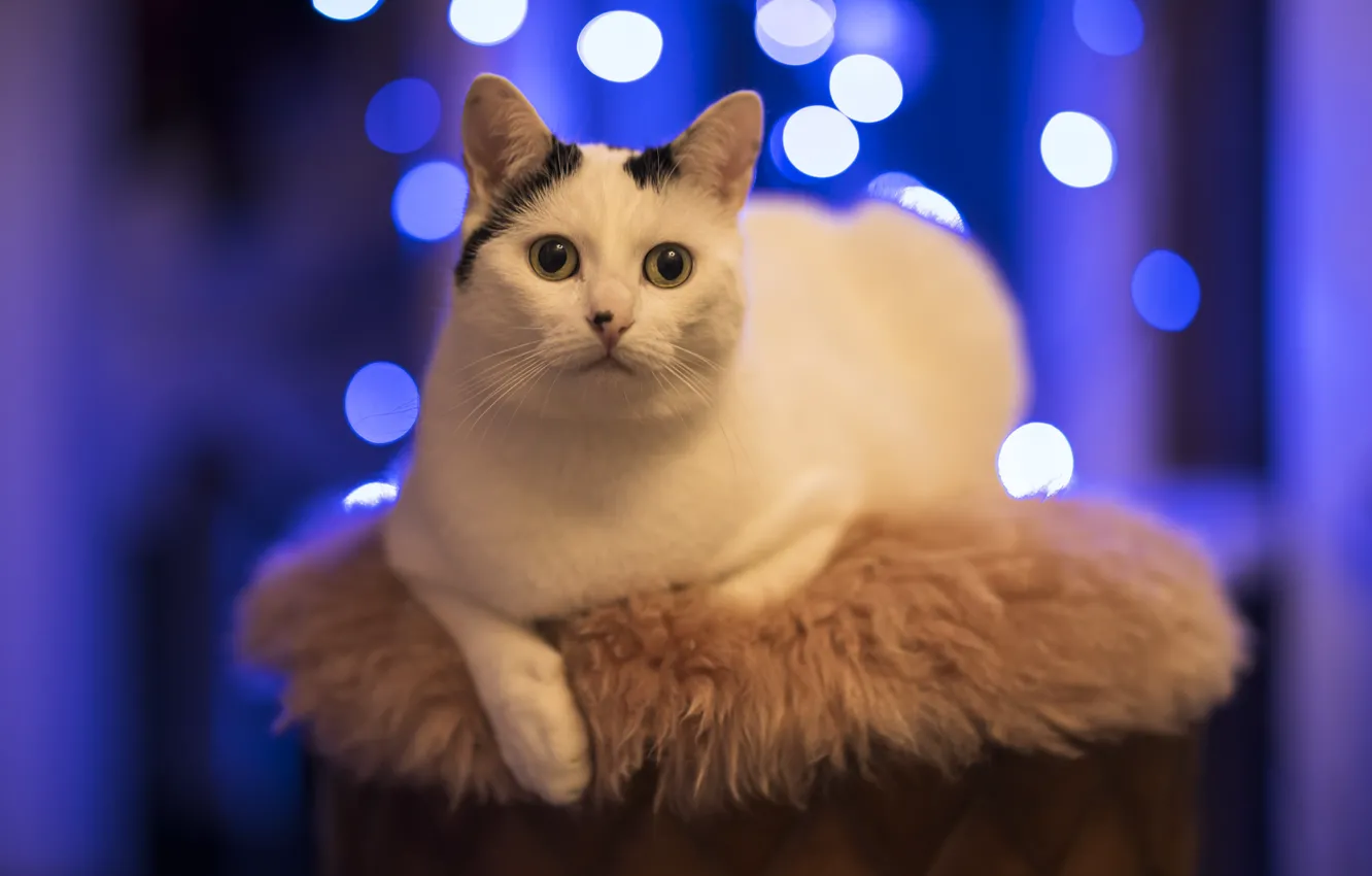 Фото обои кошка, кот, взгляд, поза, мордашка