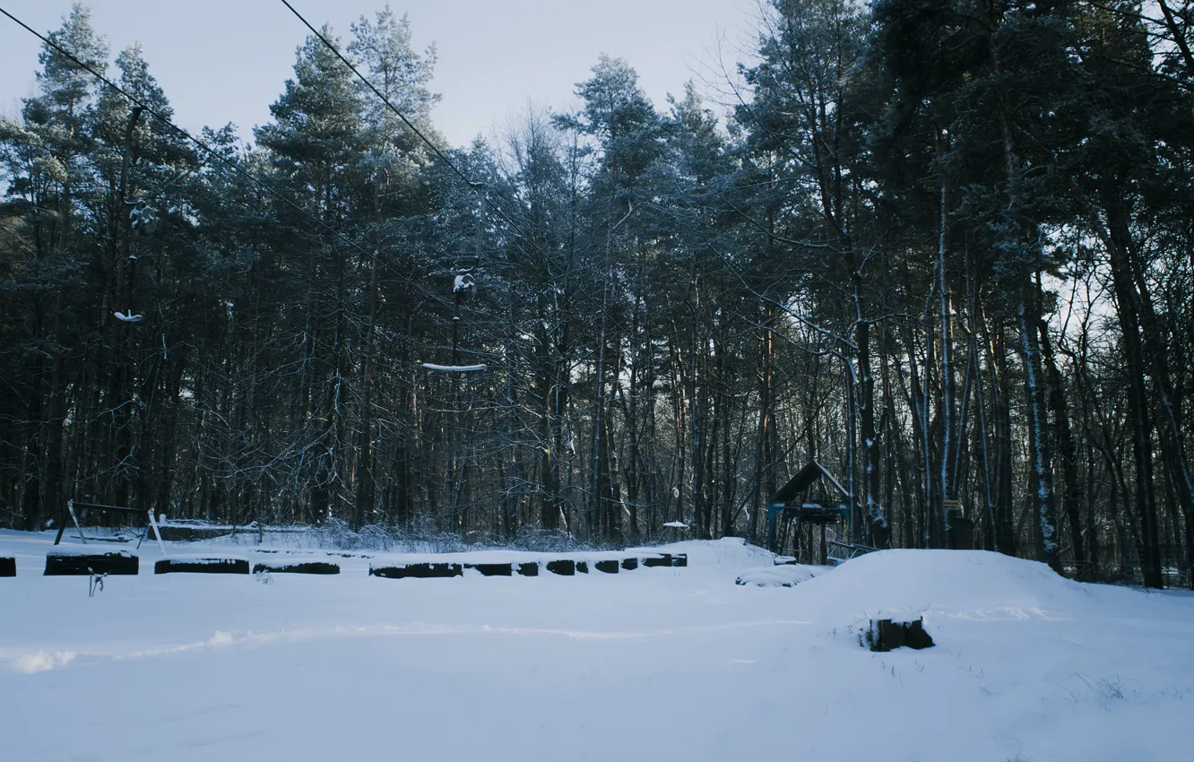 Фото обои зима, лес, деревья, Львов
