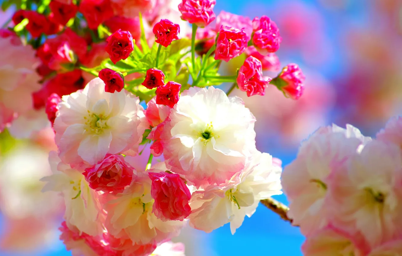 Фото обои цветы, вишня, весна, сакура, розовые, flowers, Spring, sakura