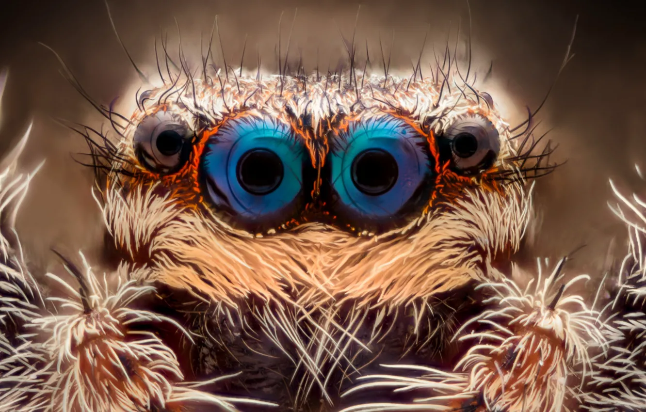 Фото обои eyes, Spider, insect, hairs