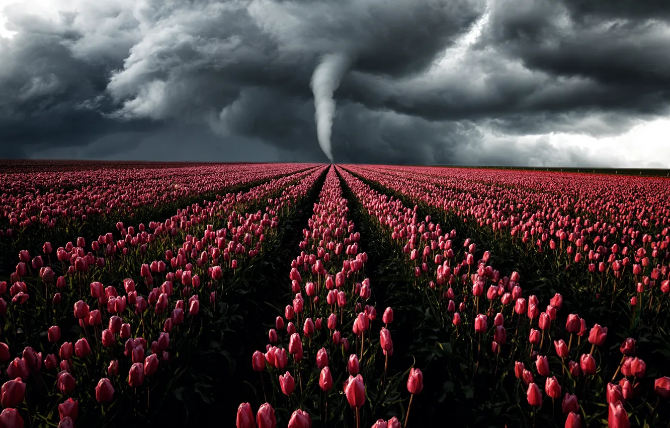 Фото обои гроза, поле, небо, свет, цветы, тучи, шторм, ветер