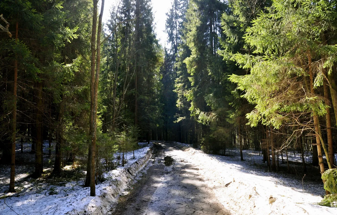 Фото обои дорога, лес, снег, природа, елки, Весна, ели