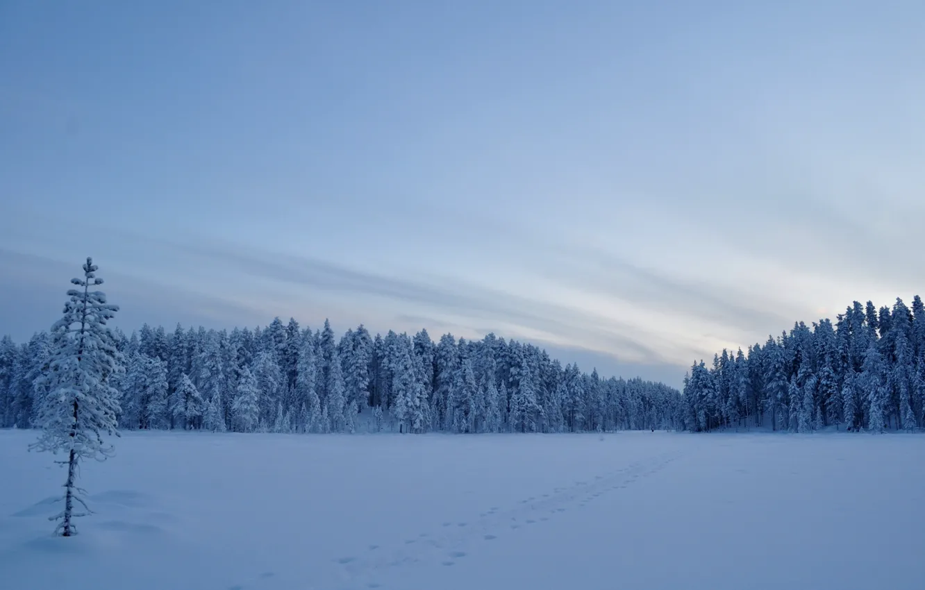 Фото обои зима, поле, снег, деревья