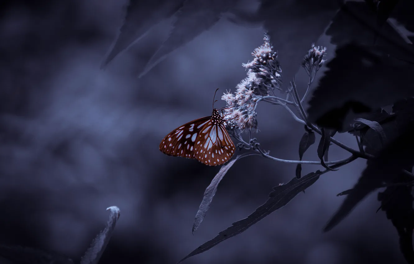 Фото обои листья, темный фон, бабочка, обработка, сумерки, коричневая, соцветия, боке