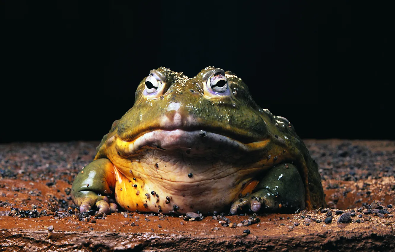 Фото обои лягушка, жаба, холоднокровное, змноводное