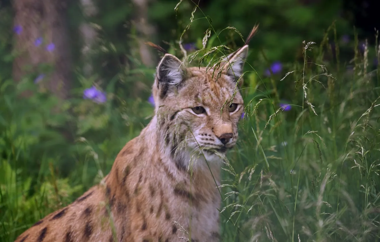 Фото обои animal, lynx, big cat, Eurasian lynx