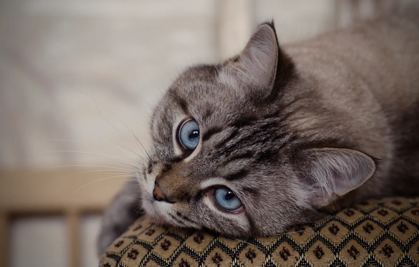 Фото обои кошка, кот, взгляд, мордочка, голубые глаза, котейка