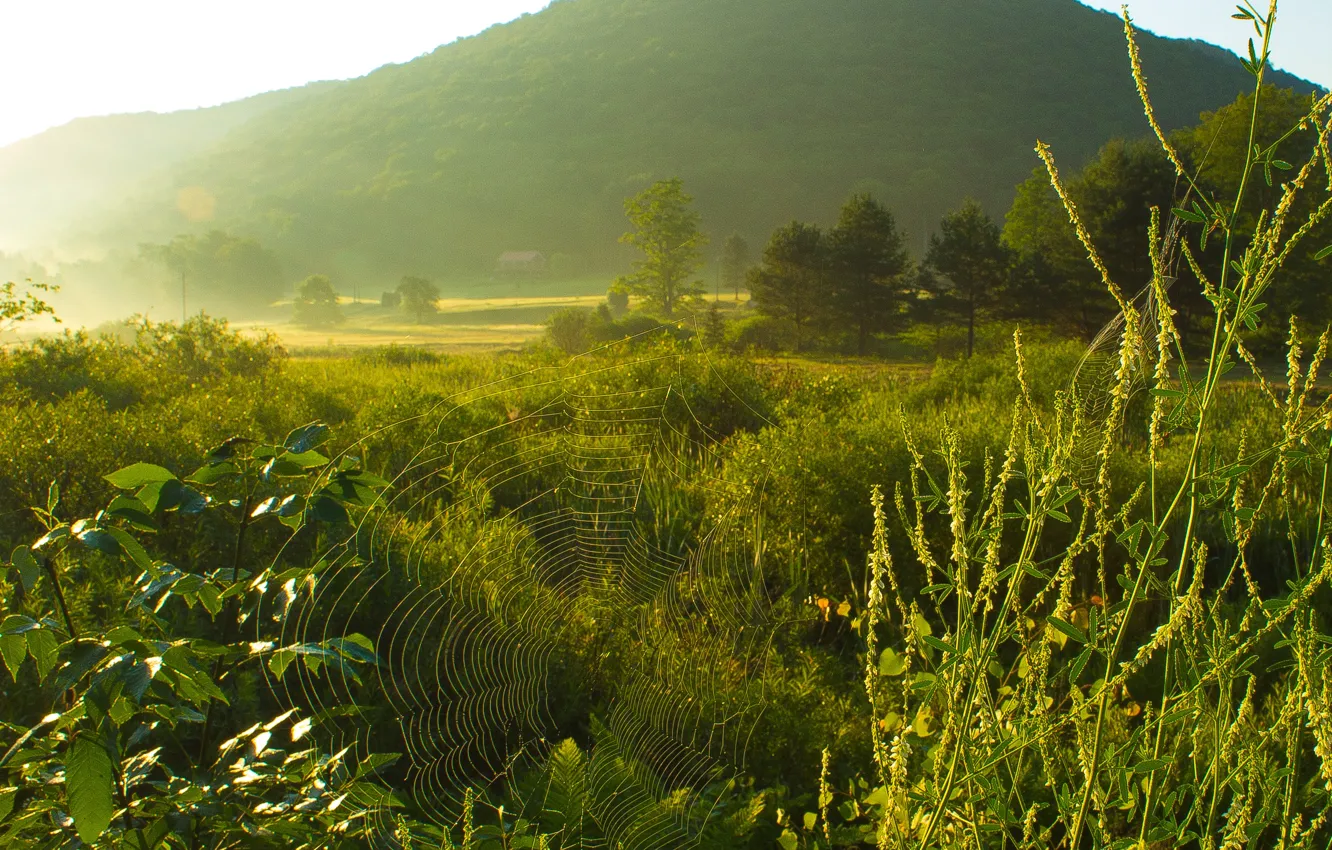 Фото обои spider, green field, morning, foggy, mist, pasture, haze, spiderweb