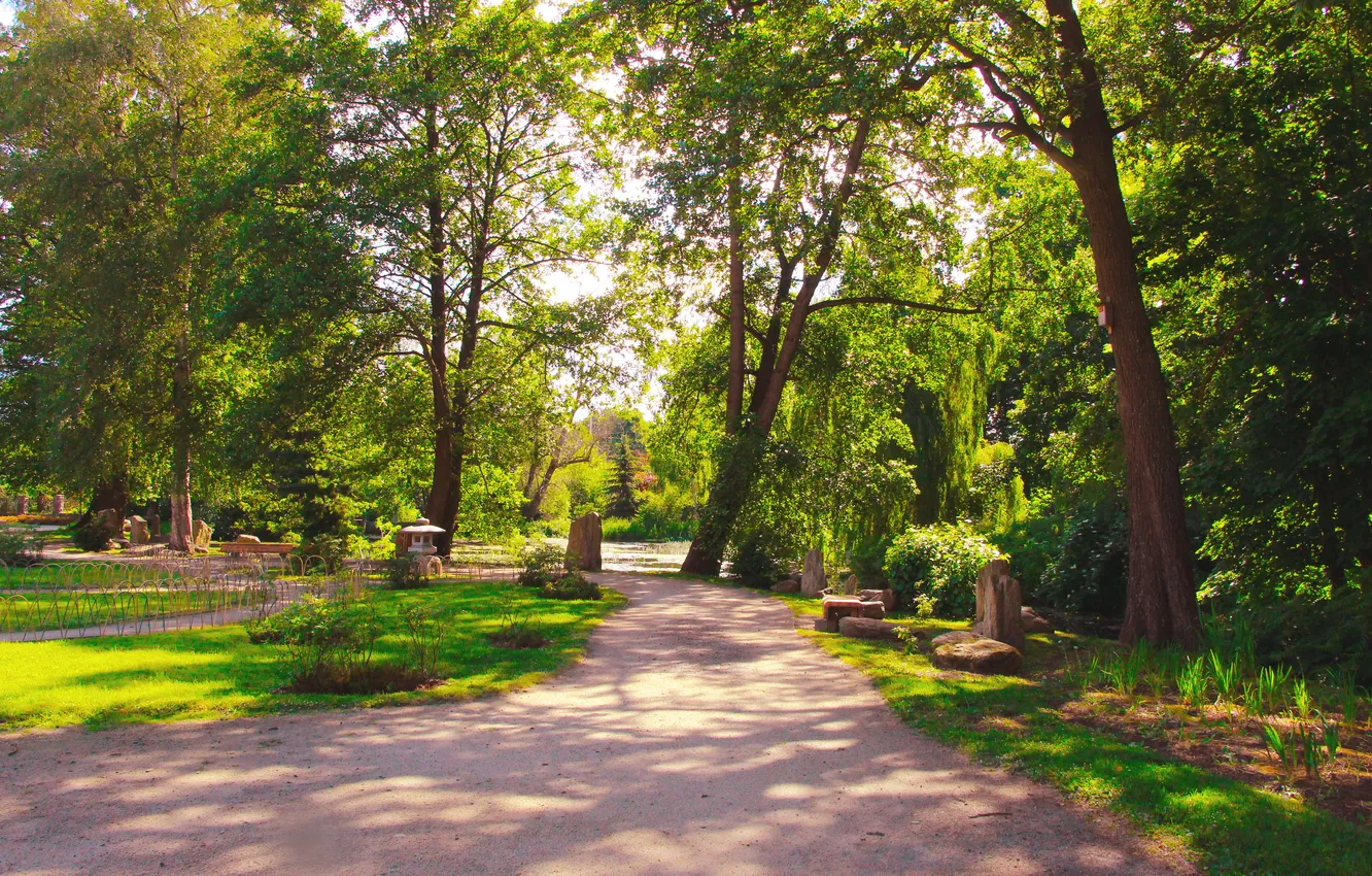 Фото обои trees, park, alley