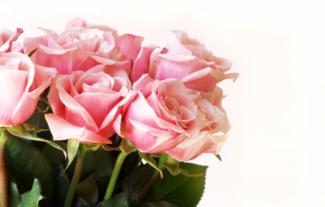 Фото обои розы, букет, pink, flowers, roses