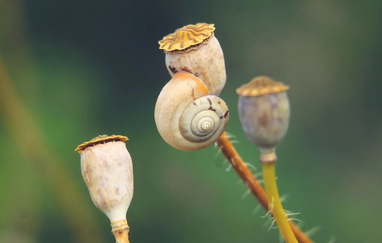 Фото обои plant, shell, snail