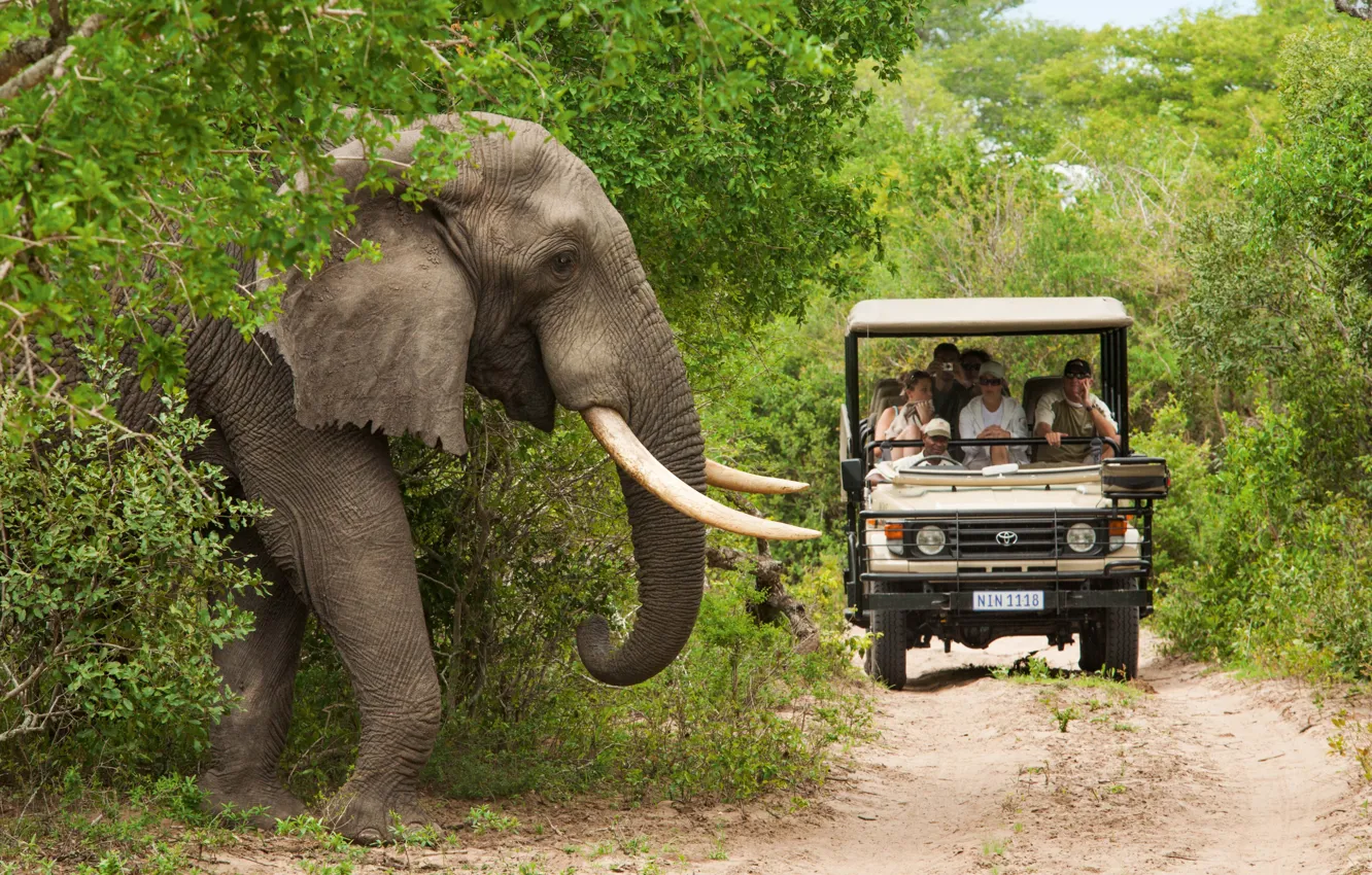 Фото обои Люди, Слон, Toyota, Автомобиль, South Africa, Южная Африка, Elephant, Safari
