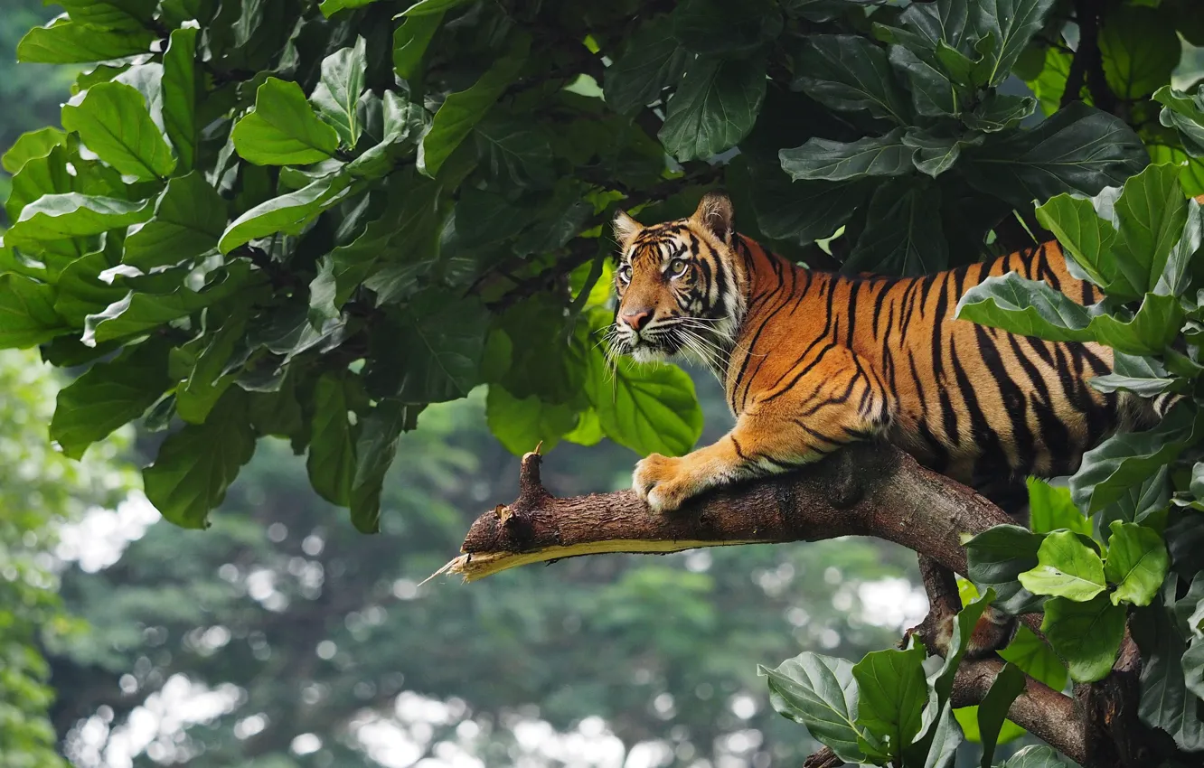 Фото обои Тигр, Деревья, Листья, Tiger, Trees, Leaves, Wildlife, Дикая Природа