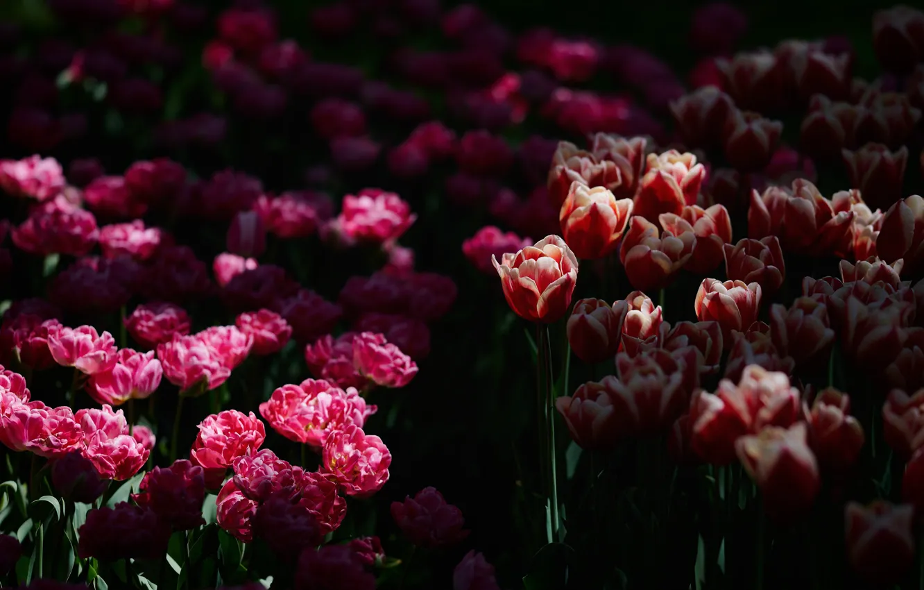 Фото обои свет, цветы, темный фон, весна, сад, тюльпаны, красные, розовые