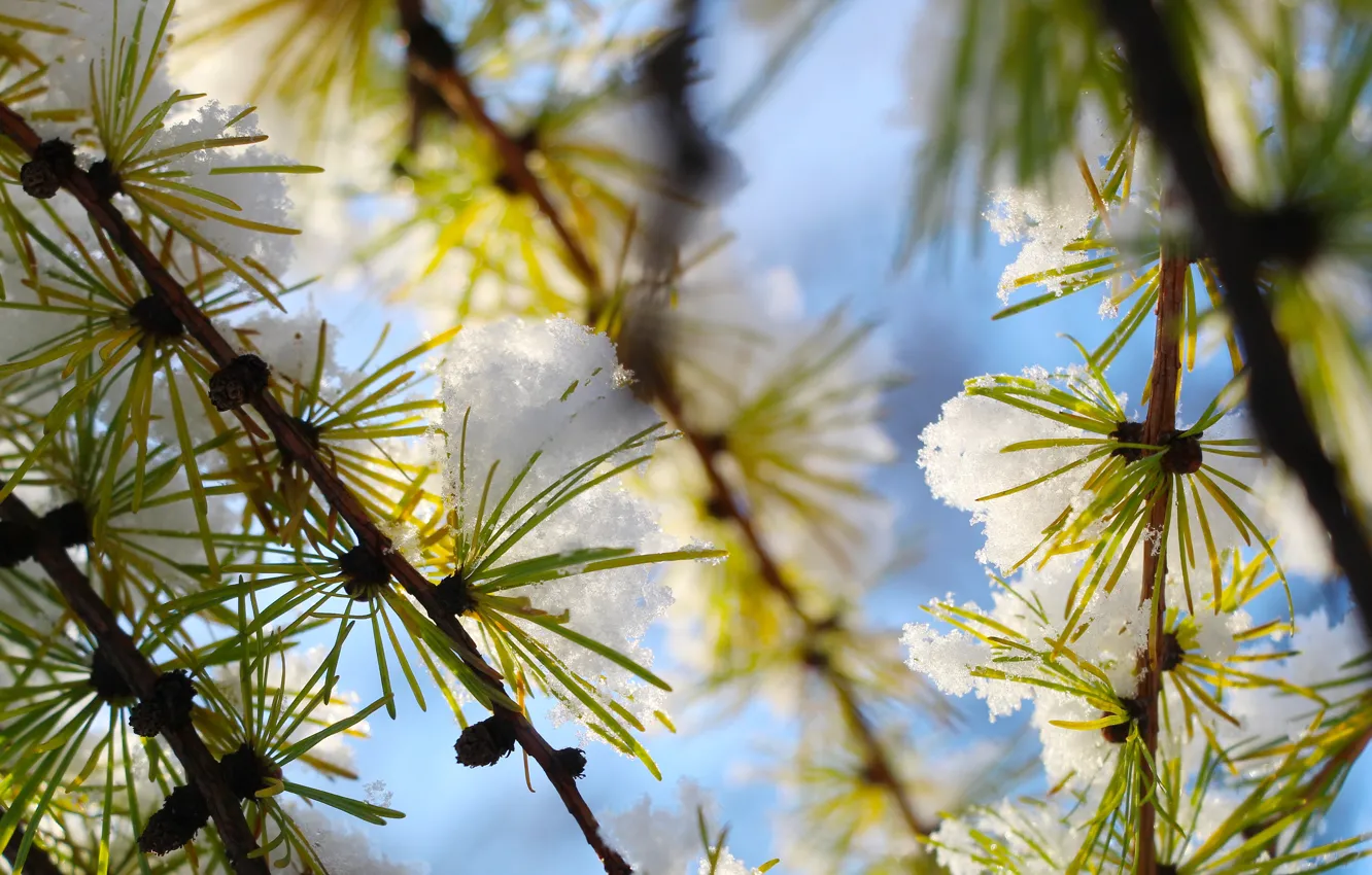 Фото обои winter, snow, pine, twig