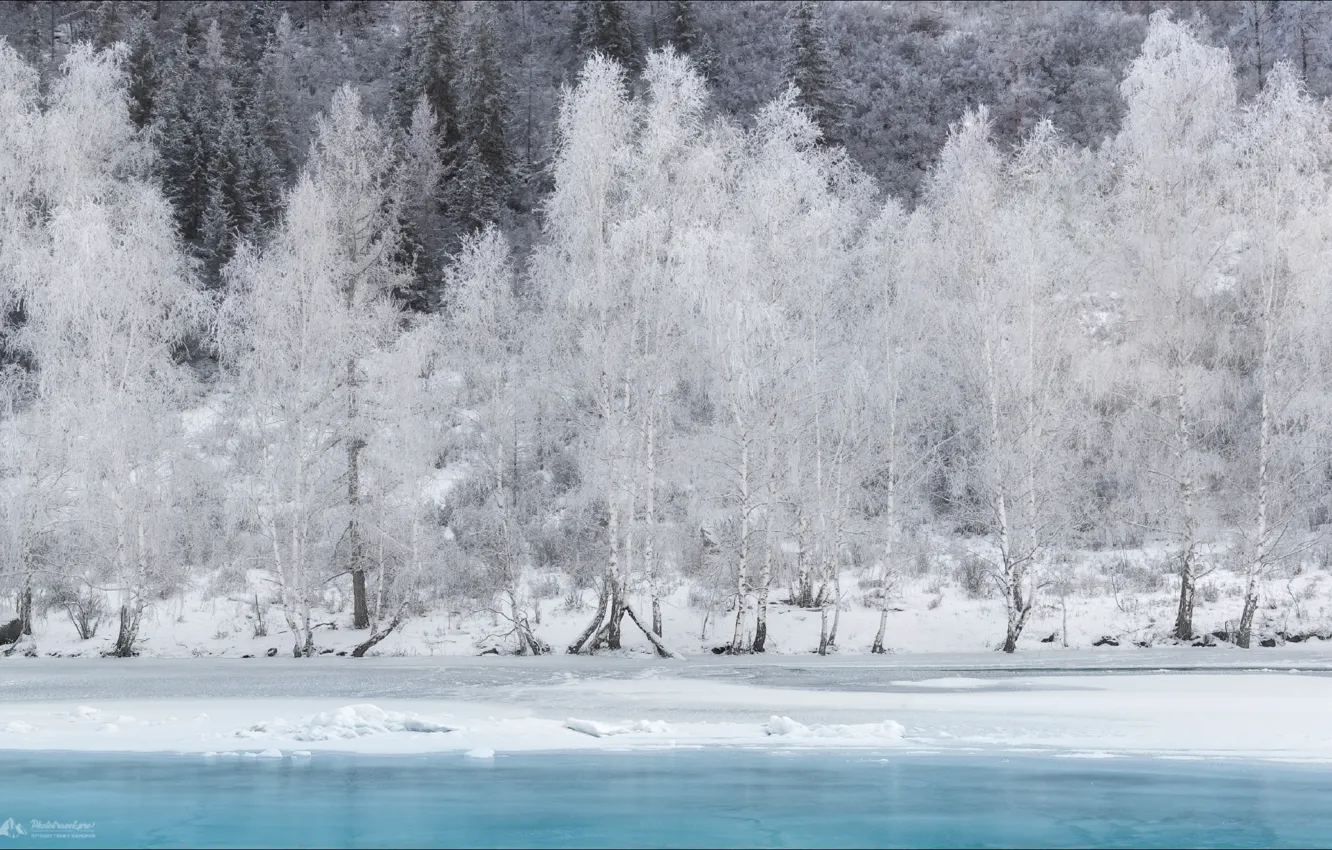 Фото обои зима, снег, деревья, Алтай
