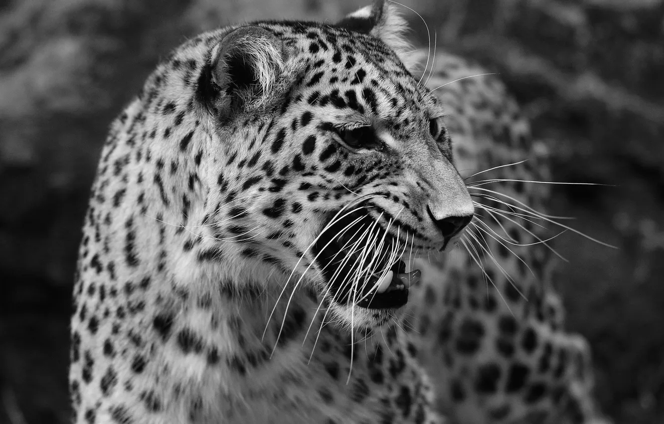 Фото обои хищник, леопард, черно-белое