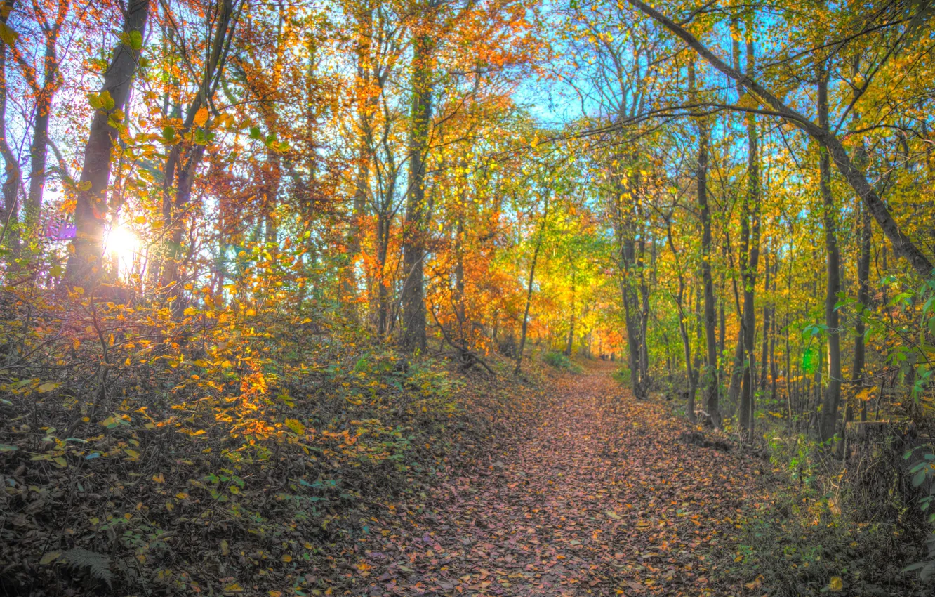 Фото обои осень, лес, листья, солнце, деревья, ветки, путь