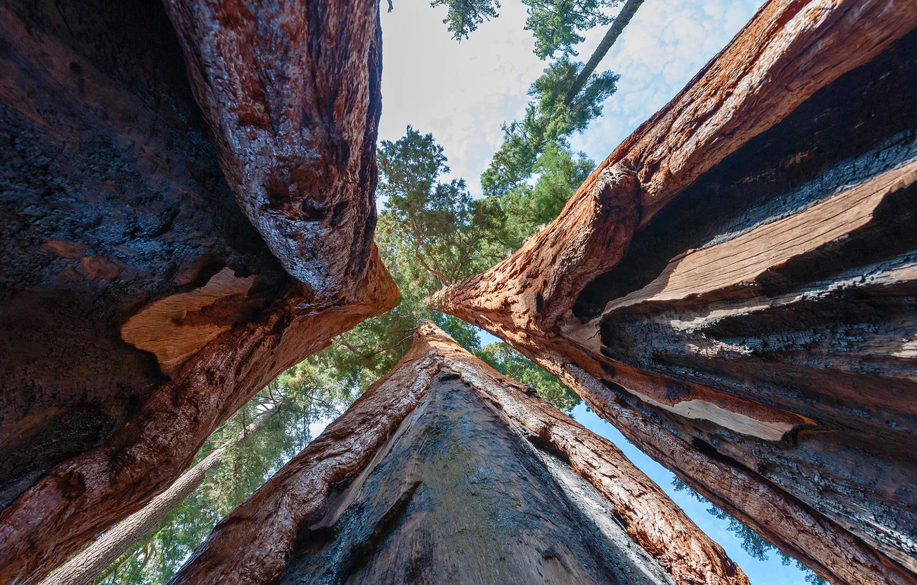 Фото обои forest, tree, sequoia, redwood