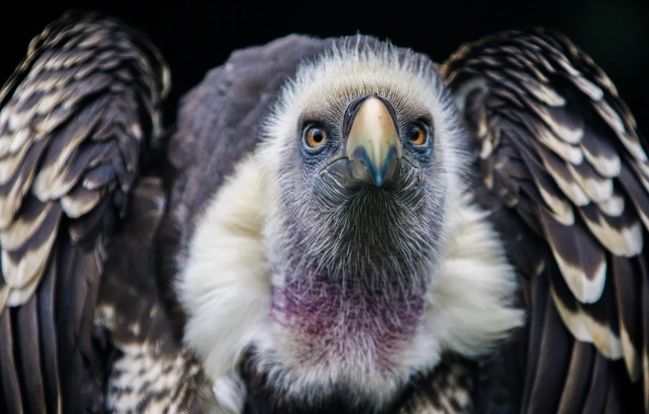 Фото обои bird, feathers, predator, beak, vulture